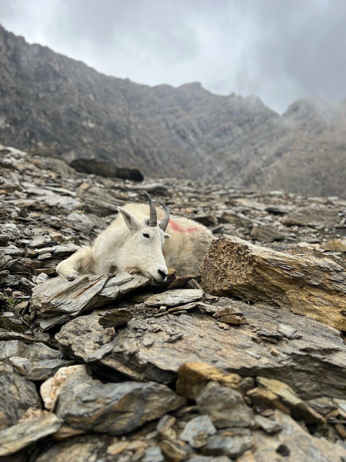 First Mountain Hunt