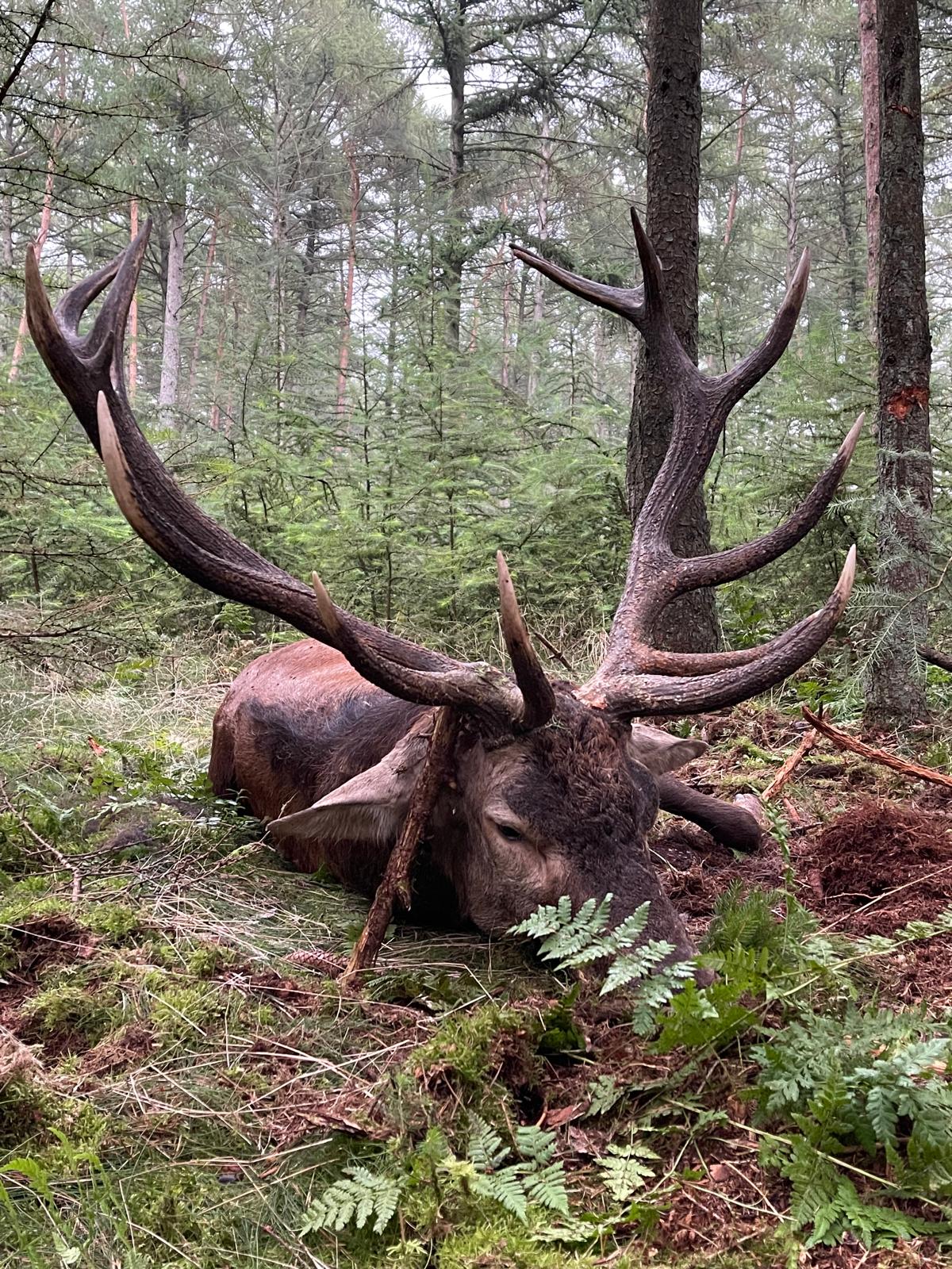 Moose Hunting Canada